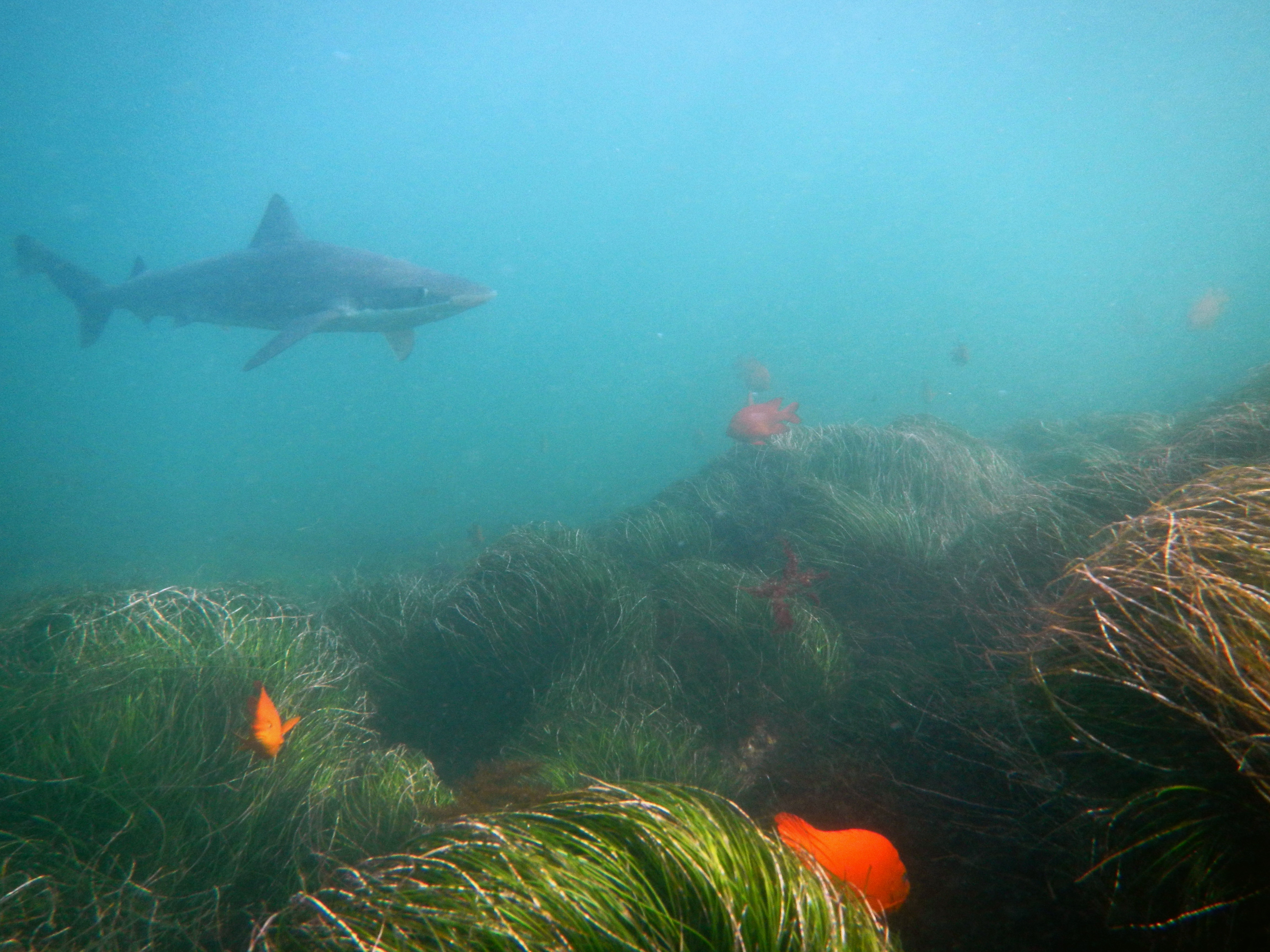 Shark at La Jolla Cove